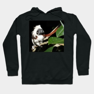 Cotton-top Tamarin Hoodie